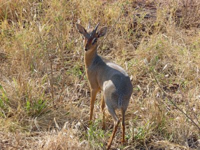 Dik-dik is a small antelope standing 12-15.5 inches tall