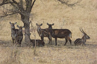 Waterbucks resting under tree