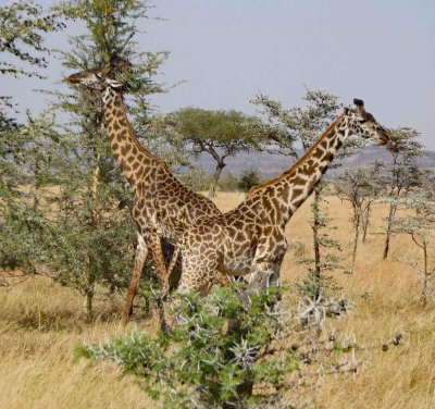 Pair of giraffes on the Serengeti