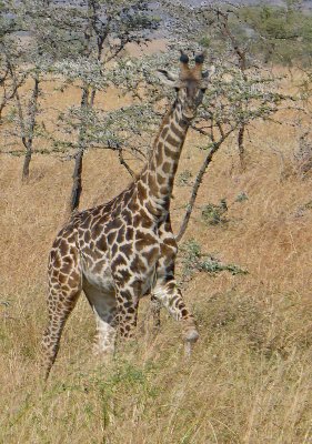 Giraffe looking at us