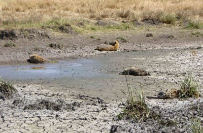 Hyenas sleeping in the mud