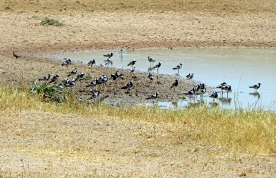 A flock of Blacksmith Plovers at a watering hole