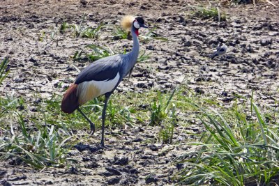 Grey Crowned Crane