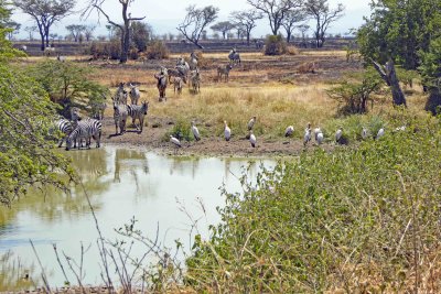 A dazzle of Zebras and one Wildebeest coming to drink