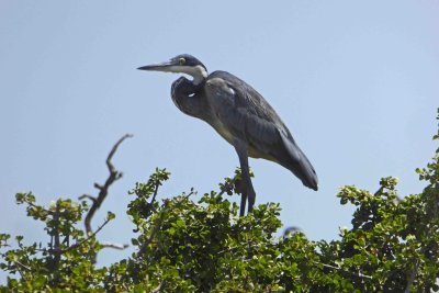 Black-headed Heron on top of tree