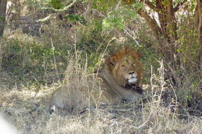 Watching male lion under tree