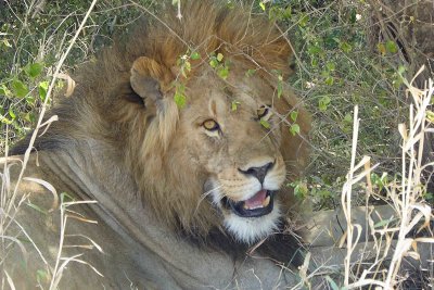 Close-up of male Lion