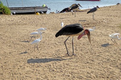 Maribou Storks & Little Egrets on Lake Victoria