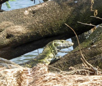 Monitor Lizard on Lake Victoria