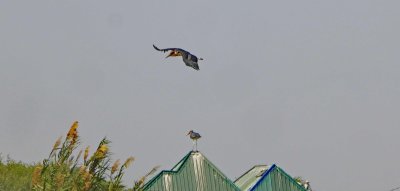 Maribou Stork in flight
