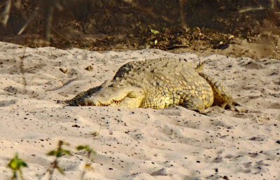 Big fat Crocodile in the sand