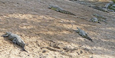A Bask of Crocodiles on the banks of a river