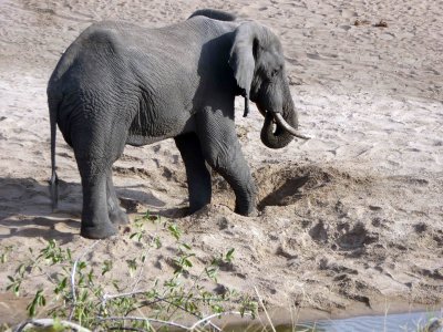 Elephants dig holes near the river to filter water for drinking