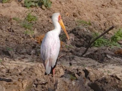 African Yellow-billed Stork
