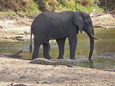 Crocodiles around and Elephant in the river