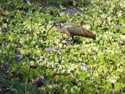 Hadada Ibis