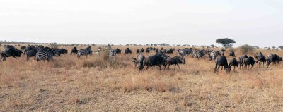 Zebras & Wildebeests grazing together on the Serengeti