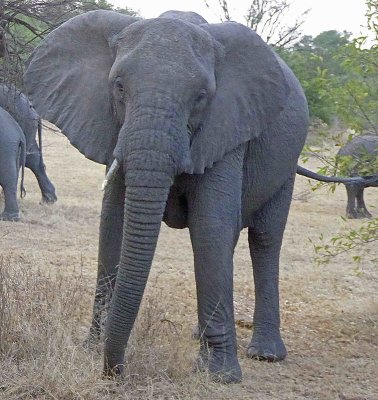 One-tusk Elephant