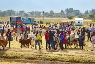 Maasai livestock market