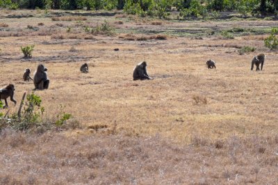 Troop of Baboons outside the gate of Sweetwaters Camp