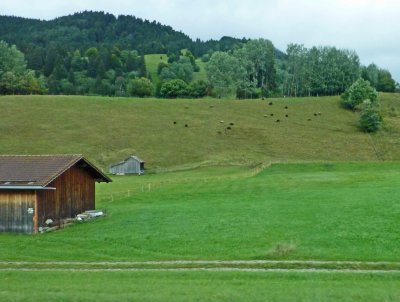 Sheep on a Bavarian hillside