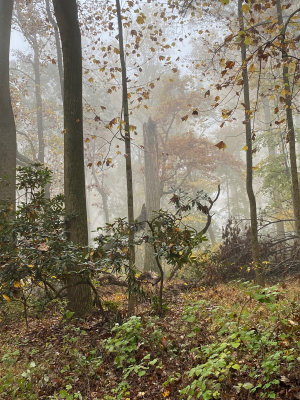 Fall in Valley Forge