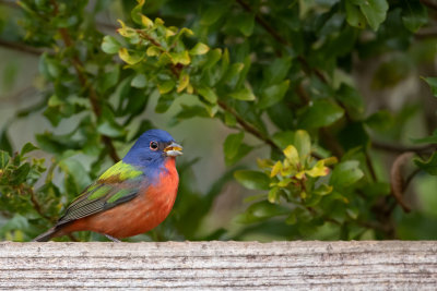 DSC_1011.jpg