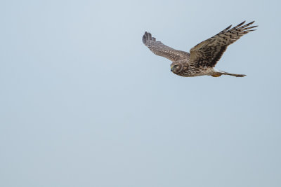 DSC_2074.jpg