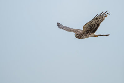 DSC_2075.jpg