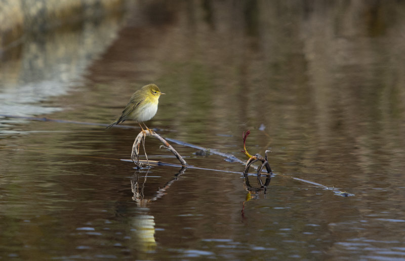lvsngare Horssten 
