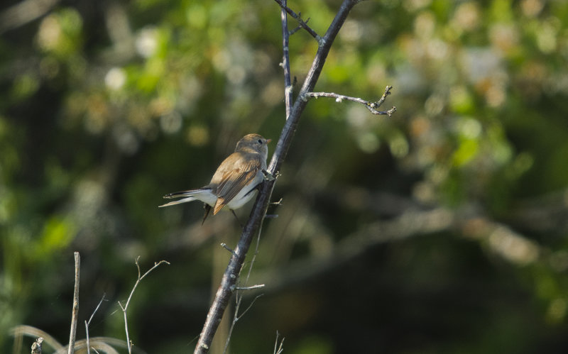 mindre flugsnappare Faludden