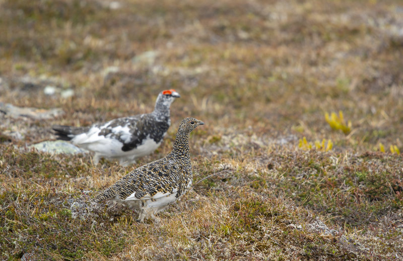 fjällripa Getryggen