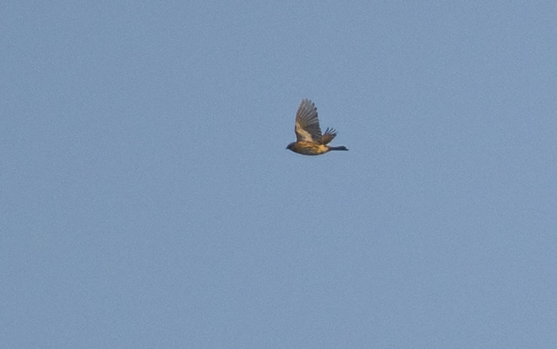 DSC_4125.jpg