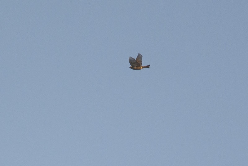 DSC_4126.jpg