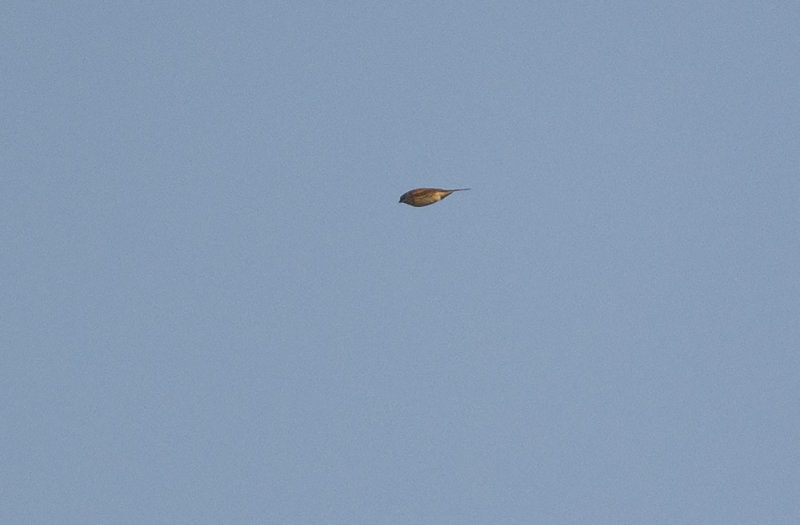 DSC_4127.jpg