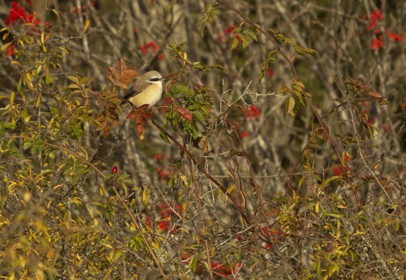 DSC_4198.jpg