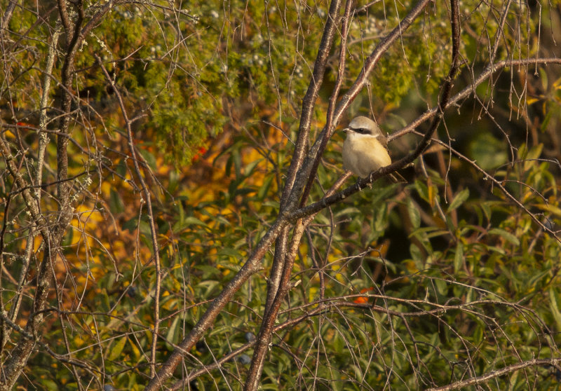 DSC_4224.jpg