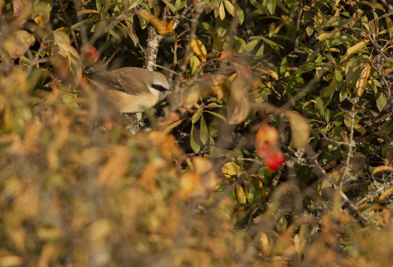 DSC_4243.jpg
