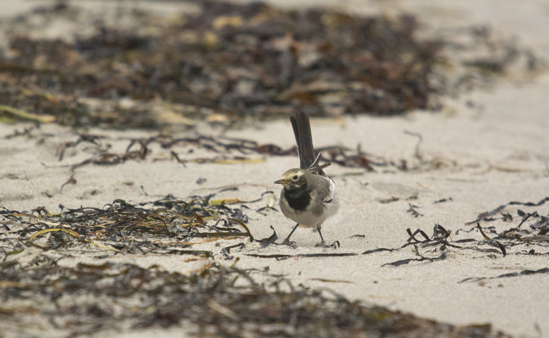 Masksdesrla - Motacilla alba personata, Gettern