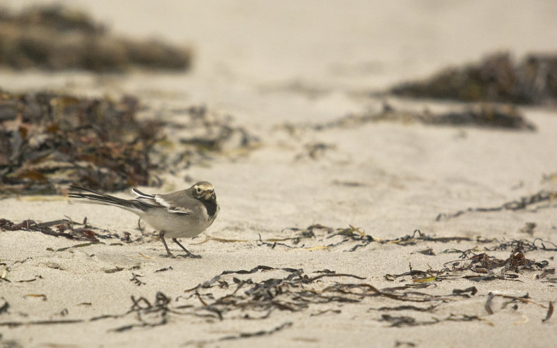 Masksdesrla - Motacilla alba personata, Gettern