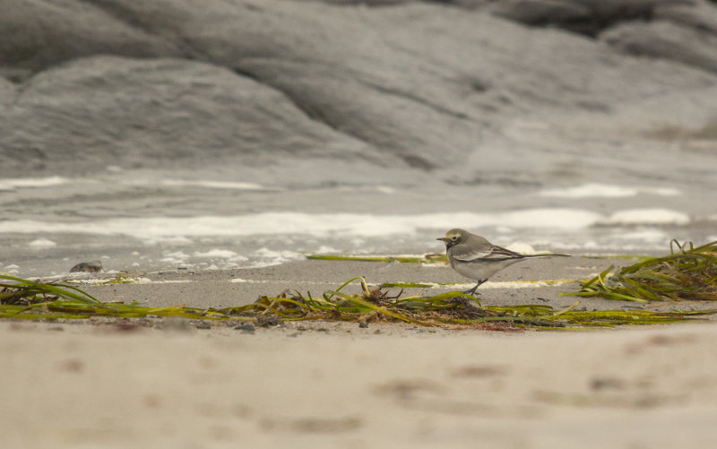 Masksdesrla - Motacilla alba personata, Gettern