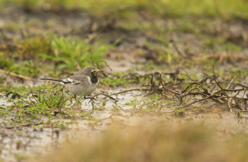 Masksdesrla - Motacilla alba personata, Gettern