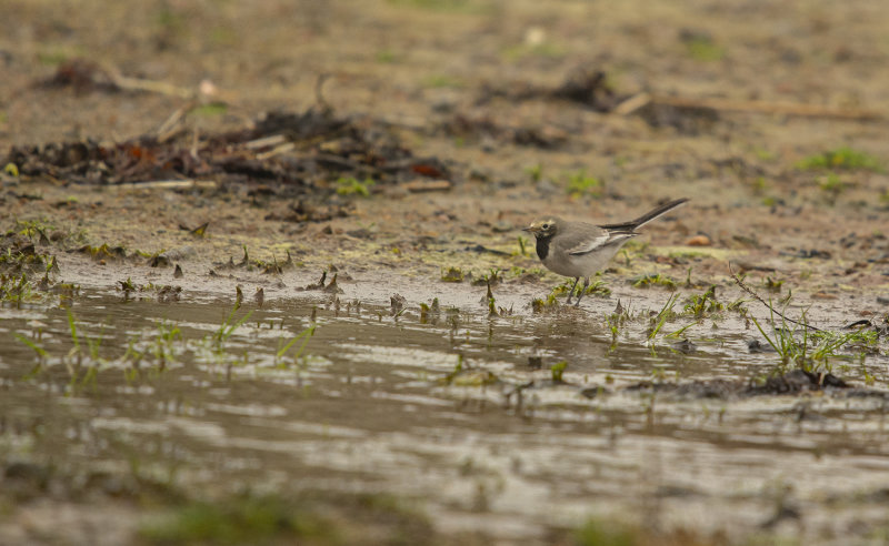 Masksdesrla - Motacilla alba personata, Gettern