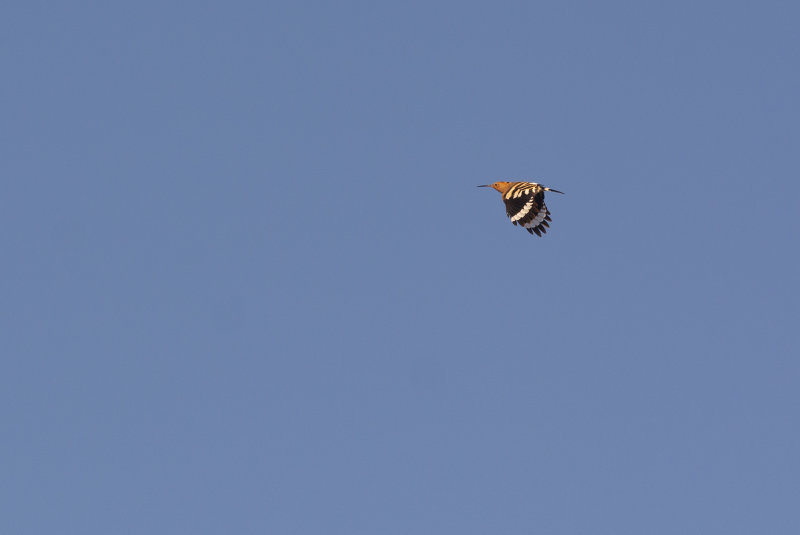 hrfgel  
