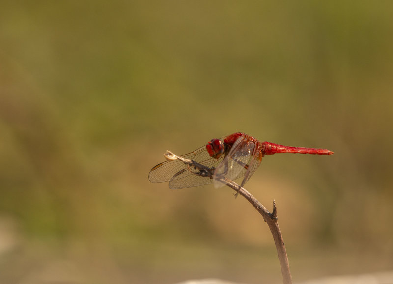 Scarlet darter dragonfly  Crocothemis erythraea.jpg