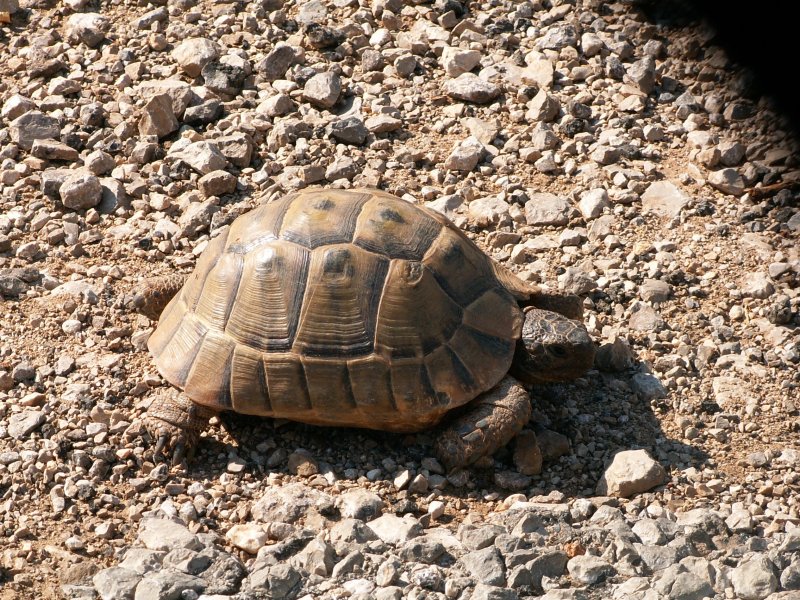 Grekisk landskldpadda, Testudo hermanni, Akseki 