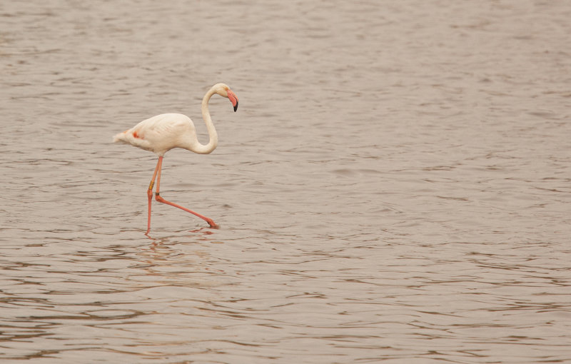 strre flamingo, Mirador de Cal Lluquer