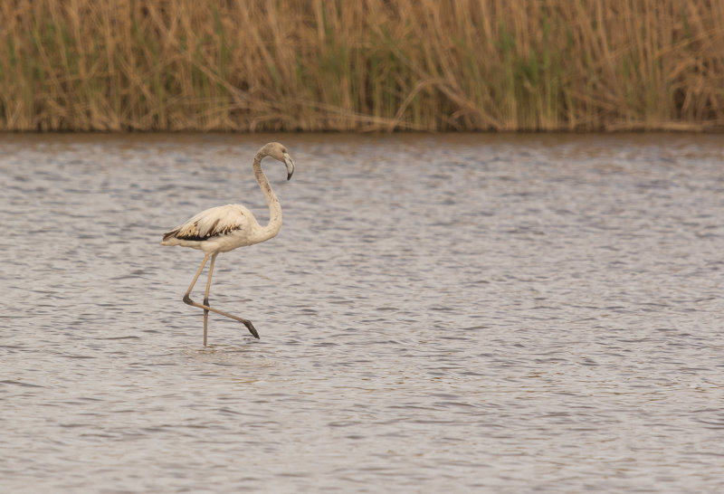 strre flamingo, medhavstrutar, Mirador de Cal Lluquer, Llobregatfloden