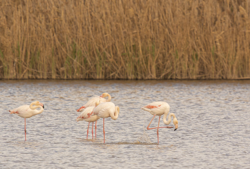 strre flamingo, medhavstrutar, Mirador de Cal Lluquer, Llobregatfloden