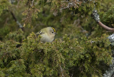 kungsfågel, Horssten